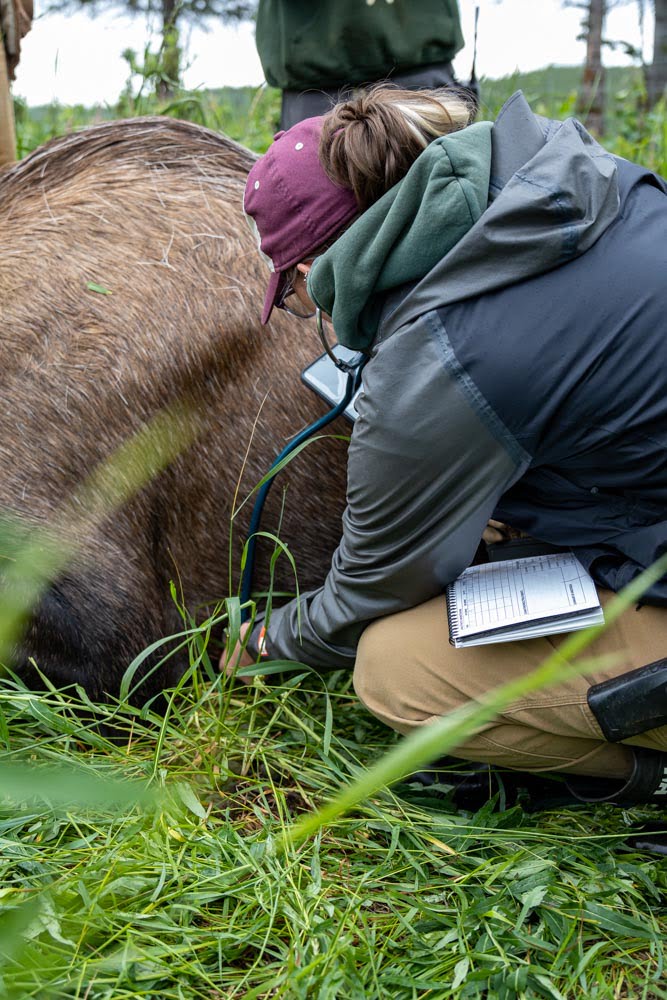 Photo of staff using stethoscope to listen to moose heart rate. 