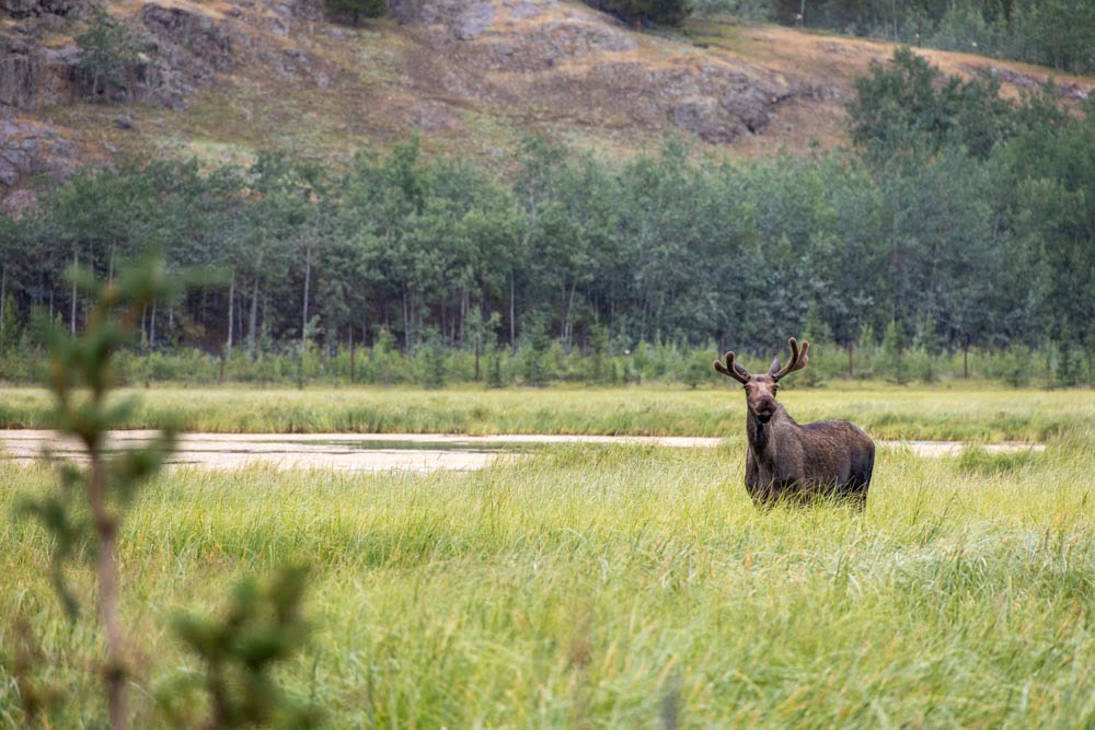 Photo of moose looking towards camera.