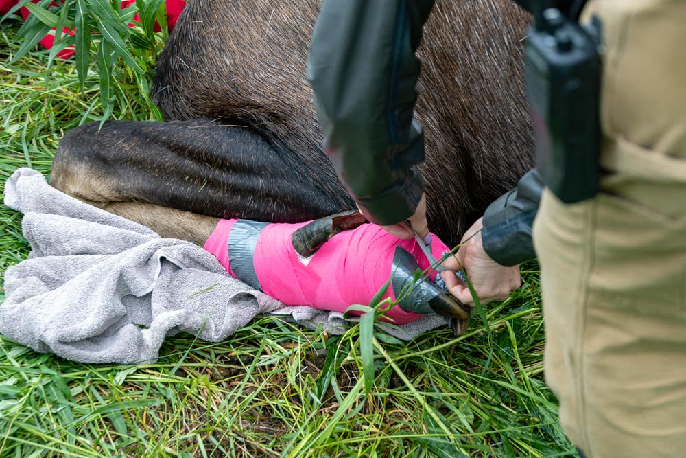 Photo of staff using duck tape to hold the bandage in place.