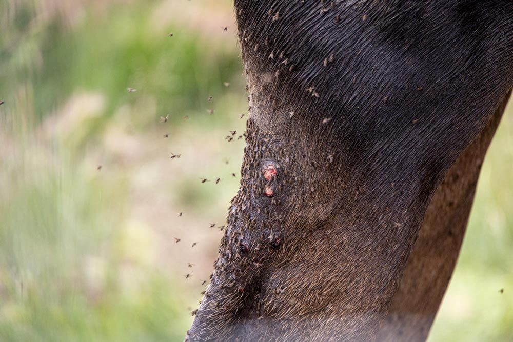 Photo of moose flies on back leg of moose.