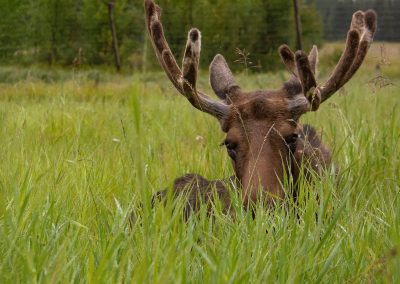 Photo of moose with velvet antlers sitting in grass.
