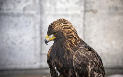 Golden Eagle Gets Second Chance