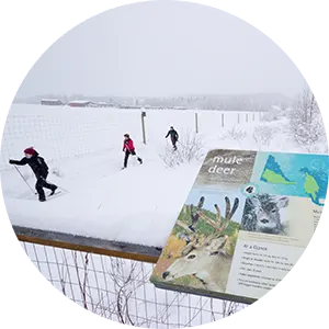 Photo of people skiing at YWP in winter.