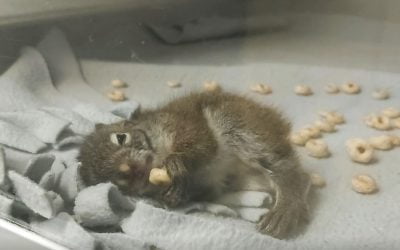 Rehab Squirrels are Seriously Cute!