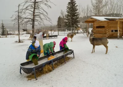 Kids putting out food for mule deer at the Yukon Wildlife Preserve.