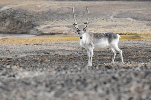 Peary Caribou in the arctic.