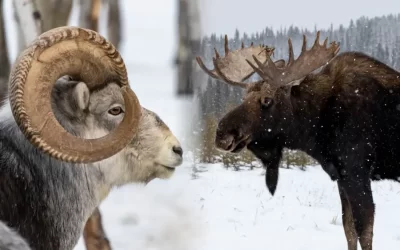 Those Things On Their Heads – Antlers Vs. Horns