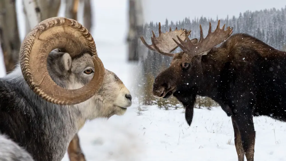 Those Things On Their Heads - Yukon Wildlife Preserve