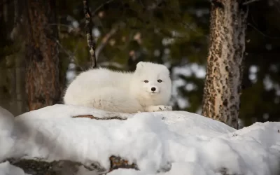 White Shadows: The Arctic Fox’s World