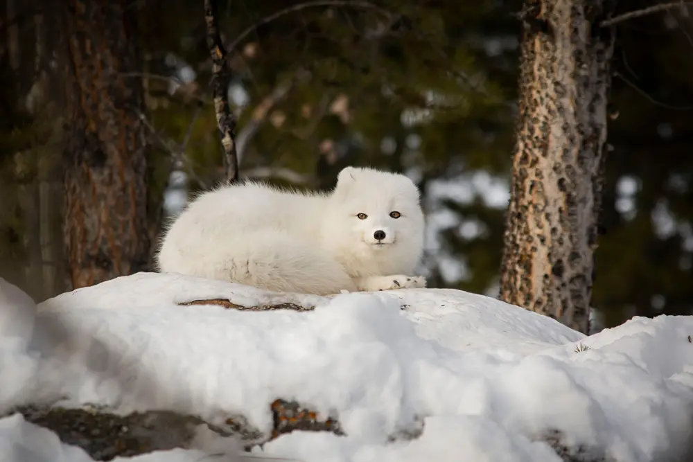 Photo of Arctic Fox in winter with tail wrapped around body.