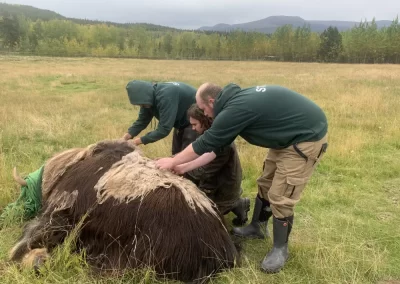 Staff help out during a muskox immobilization.