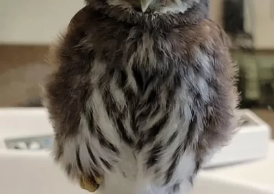 Northern Pygmy Owl in rehabilitation