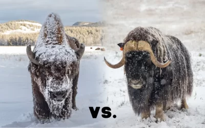 Bison vs. Muskox