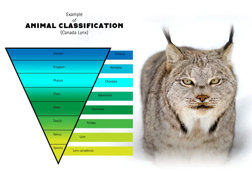 Lynx classification 