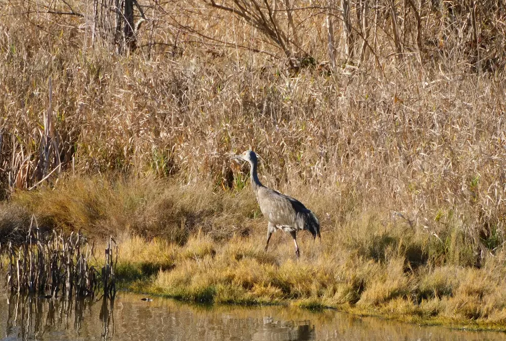 Crane Gets A Flight South