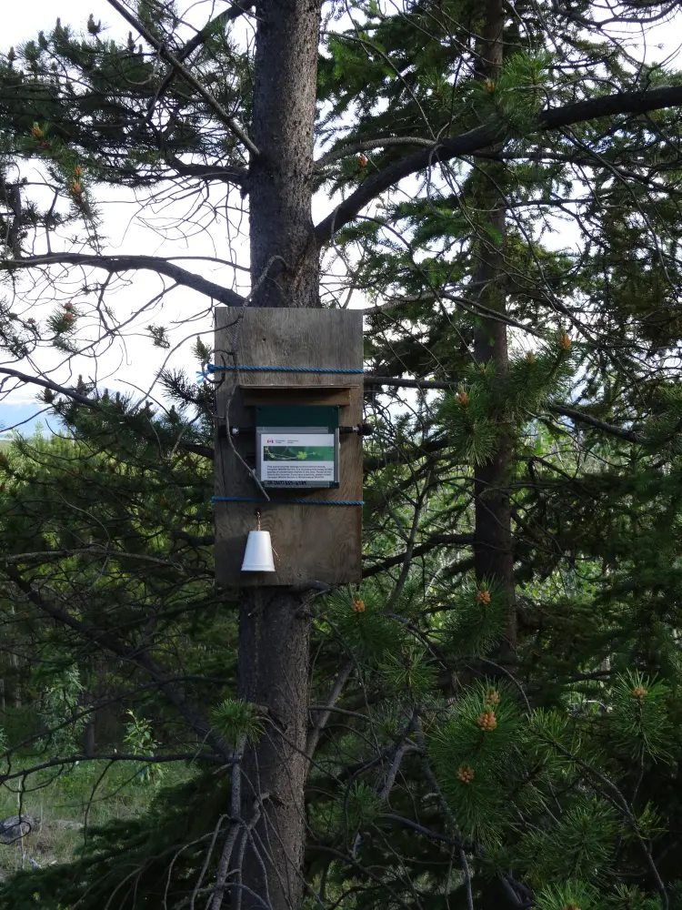 Nighthawk sound recorder. Audio wildlife research.