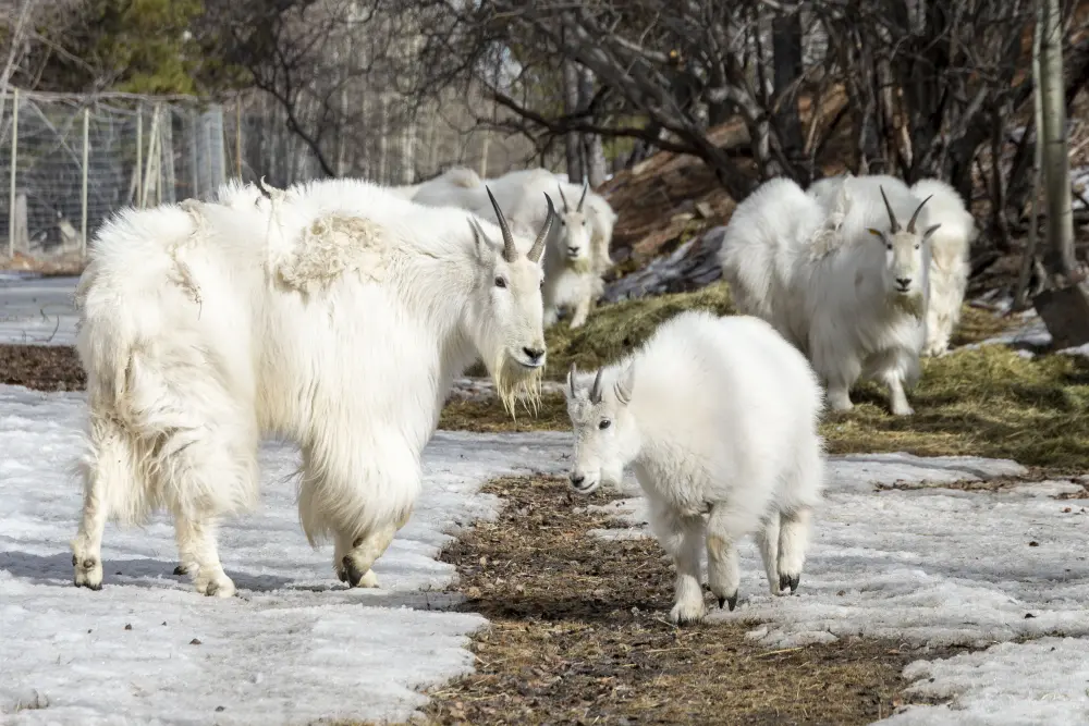 Elsa the mountain goat with the nanny group. 