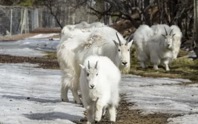 Meet Elsa the Mountain Goat