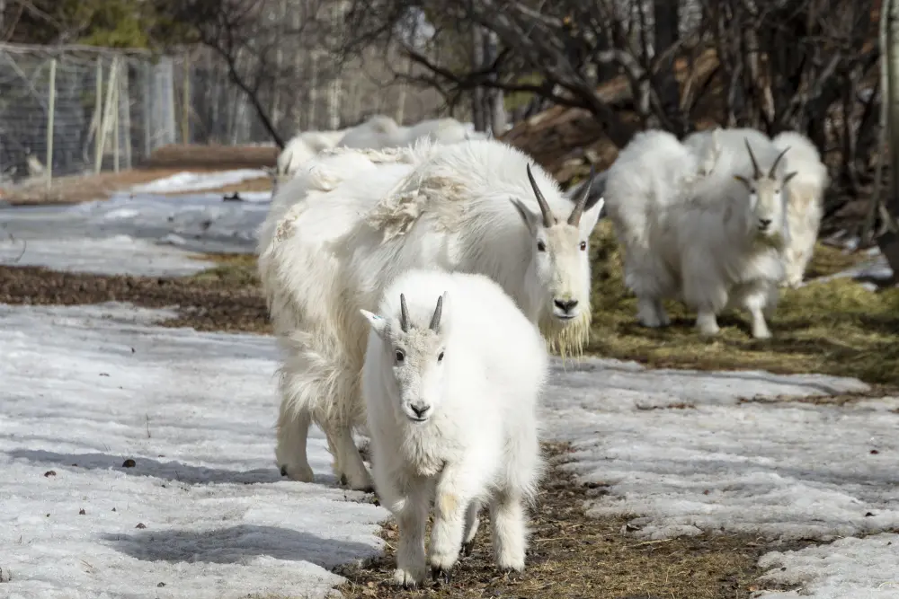 Elsa the mountain goat introduced to the nanny group. B.Forsythe