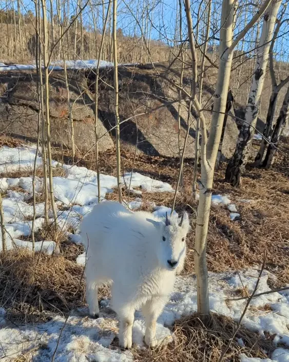 Elsa, the mountain goat, just a few days before her big move to the big leagues which means to the big cliff in the background with the nannies.