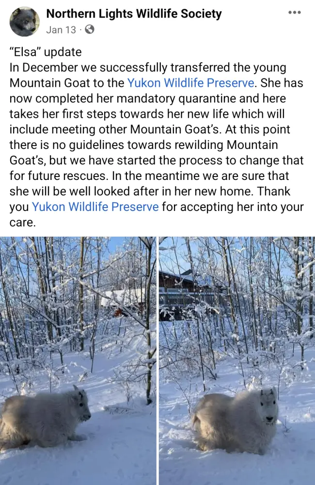 Social media link to the posting by NLWS about Elsa's arrival.