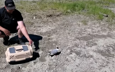 Bonaparte’s Gull Release