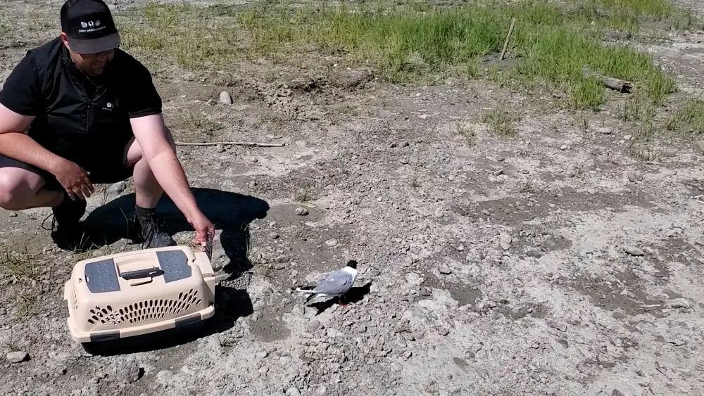 Arctic Tern Wildlife Rehabilitation successful release