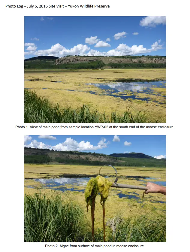 Algea Bloom in the moose pond. Photo from the July 2016 report by John Minder<br />
Water Resource Technologist – Water Quality<br />
Crystal Beaudry<br />
A/ Water Quality Technologist