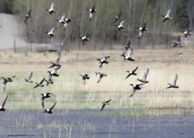 Migratory birds take off over the moose pond