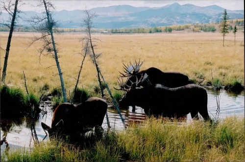 Migratory birds take off over the moose pond