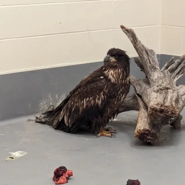 Old crow bald eagle upon arrival and admittance into the Wildlife Rehabilitation Centre at the Preserve. May 10th. Photo credit L.Caskenette