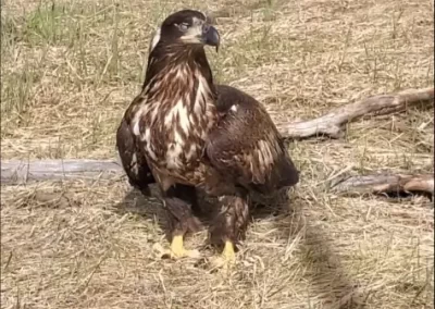 Old crow bald eagle in the flight pen aviary building up flight muscles getting ready for release. Photo credit B. Forsythe