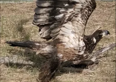 Old crow bald eagle in the flight pen aviary building up flight muscles getting ready for release. Photo credit B. Forsythe