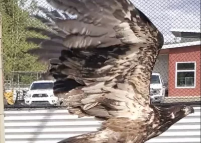 Old crow bald eagle in the flight pen aviary building up flight muscles getting ready for release. Photo credit B. Forsythe