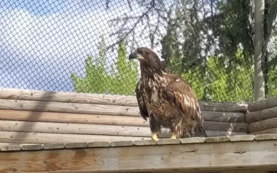 Old Crow Bald Eagle