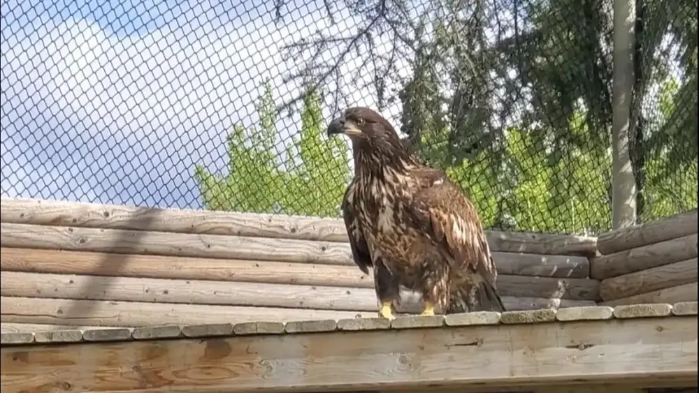 Old crow bald eagle in the flight pen aviary building up flight muscles getting ready for release. Photo credit B. Forsythe