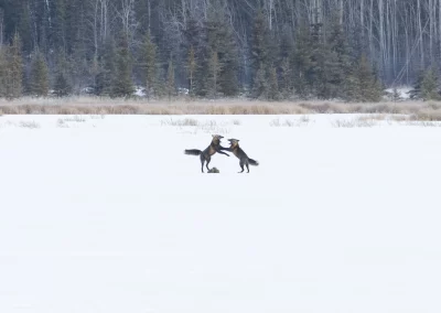 Two Cross Fox Play and hunt on the frozen Moose pond