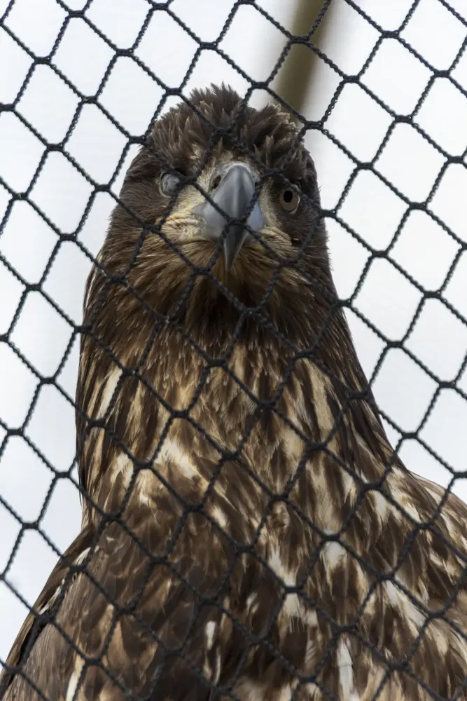 mature bald eagle in rehabilitation 