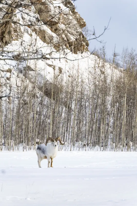 Red Fox in winter. Photo by Lindsay Caskanette.