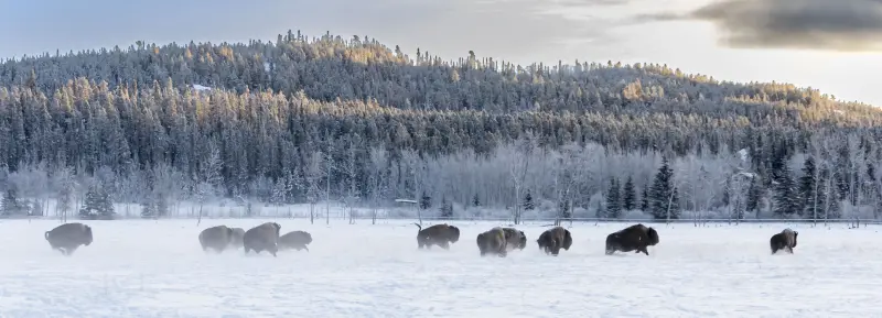 Photo of moose in fall colours.