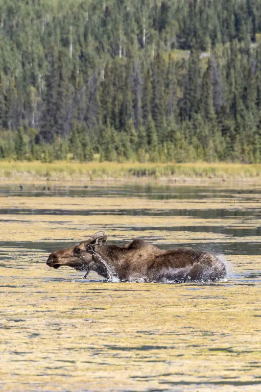 Photo of moose in fall colours.