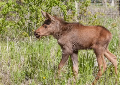 JB - walking baby moose - 2 wks old - June 2014 - YWP - Jake Paleczny