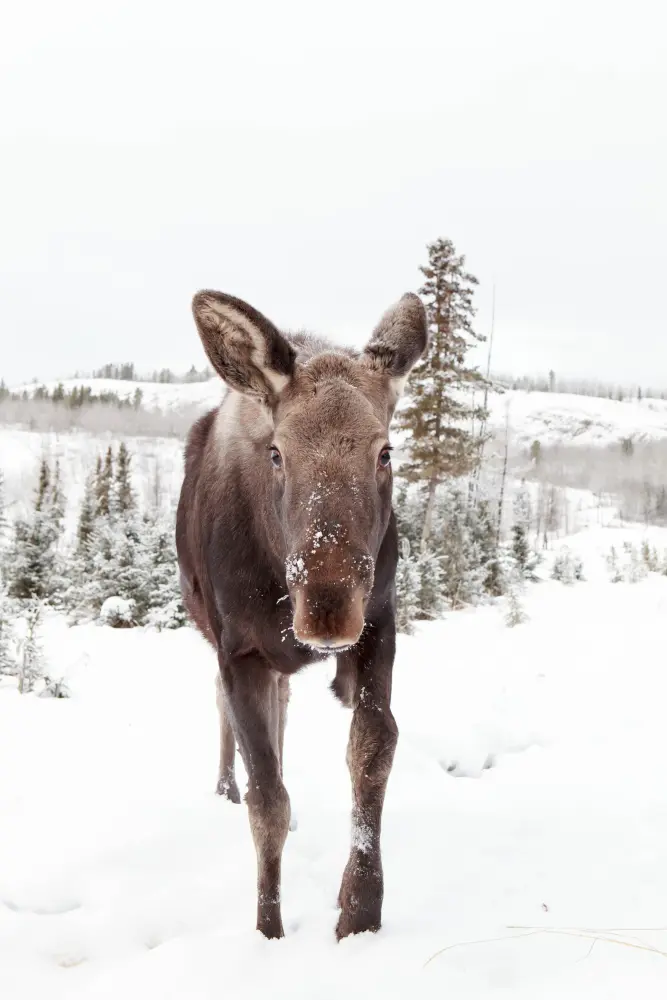 female, moose, snow, YWP - Whitehorse - Yukon JB the rehabilitated moose. Jake Paleczny