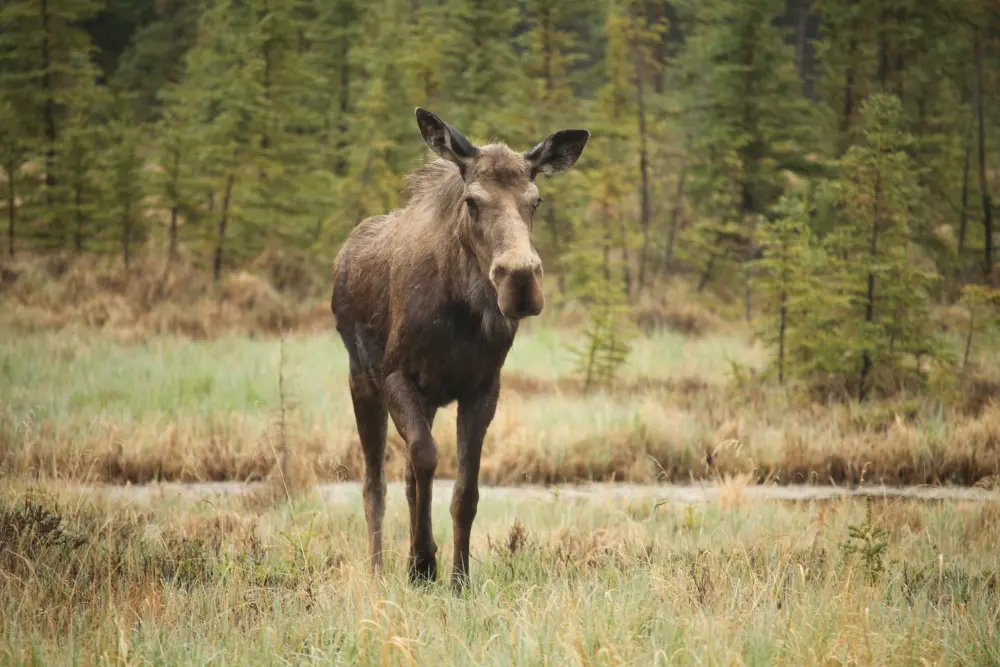 JB- Moose First Day May 26th, 2014 - Justine Benjamin