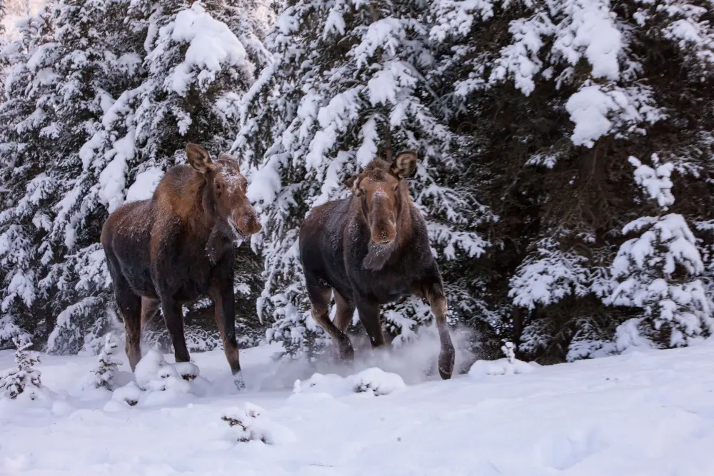 JB- Moose First Day May 26th, 2014 - Justine Benjamin