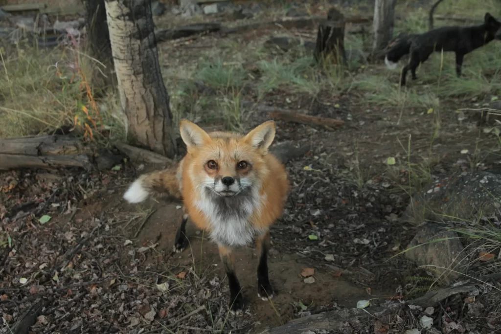 Archie the red fox looks towards the camera while silver stands in the distance