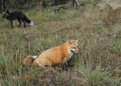 Archie the Red Fox looking a little chonky. Silver our silver fox is in the background.