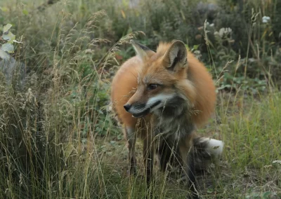 Archie the red fox in his habitat.