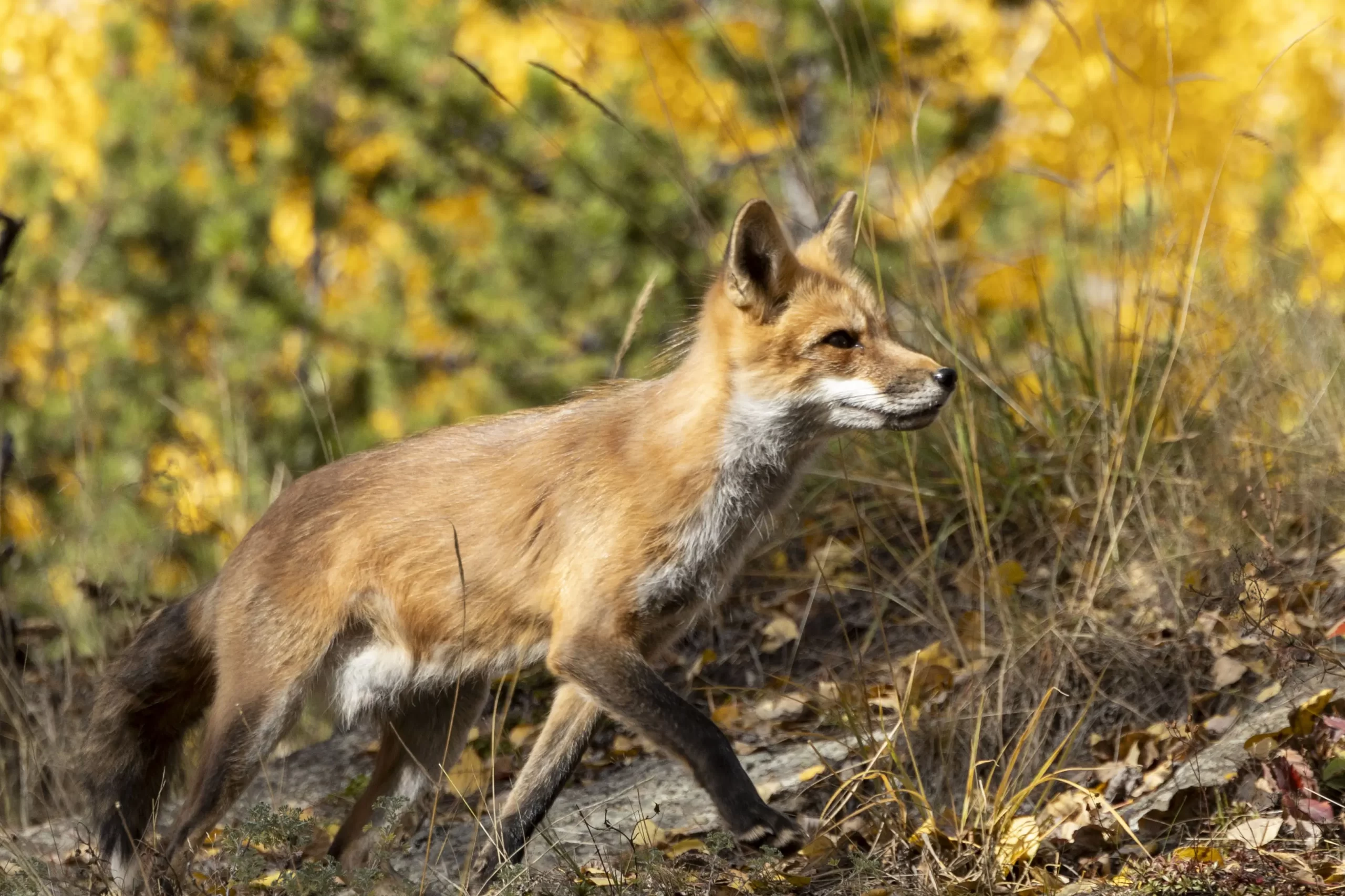 Archie the Red Fox