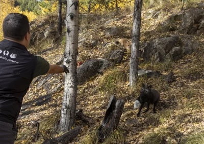 Neil our Manager of Education and Programming feeding the fox